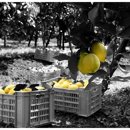 索所住宿加早餐旅馆 索伦托