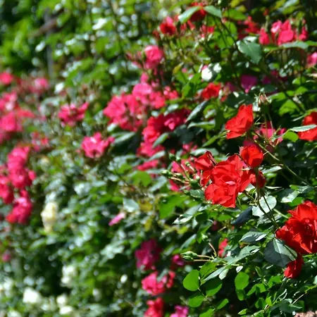 索所住宿加早餐旅馆 索伦托