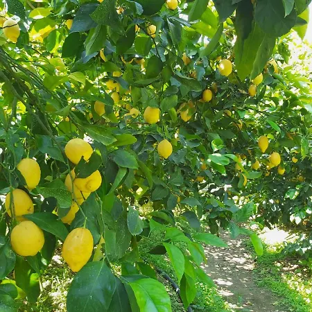 Soso 4*