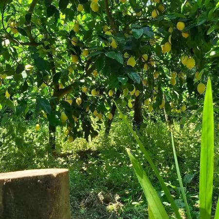 ベッド・アンド・ブレックファスト Soso