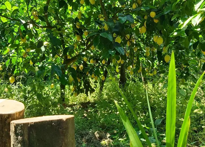 Oda ve Kahvaltı Soso