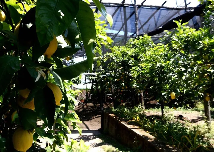 Soso Oda ve Kahvaltı 4*